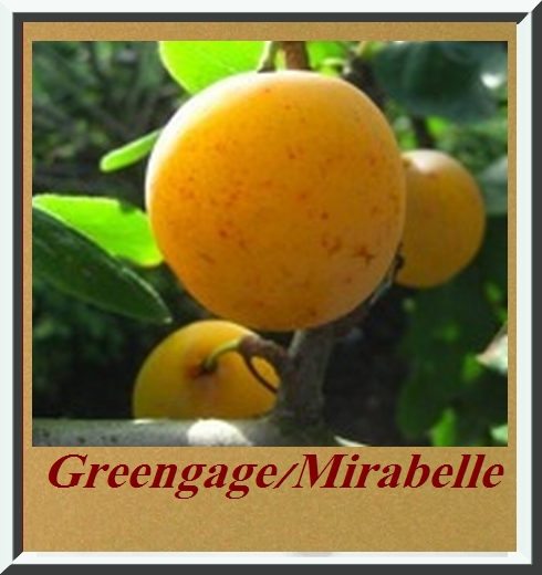 Greengage Fruit-Taste, PG 16mg, new taste