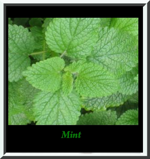 Green Mint - Taste , VG, new taste Green Mint - Taste , VG, new taste